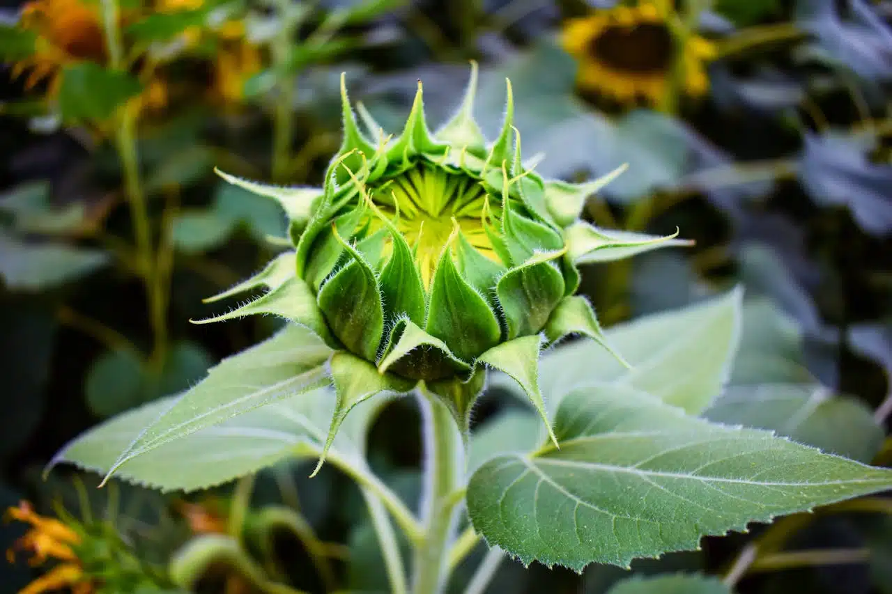 10 étapes pour grandir spirituellement